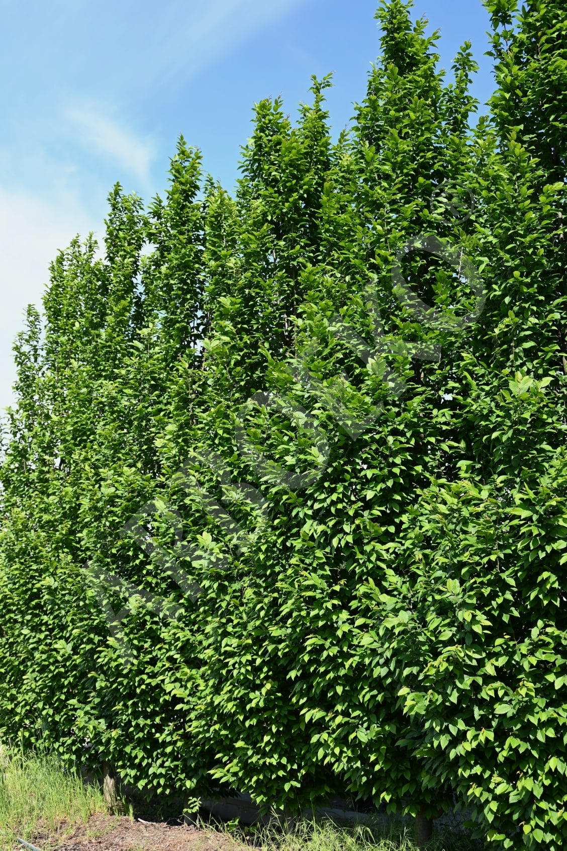 TREES FOR THEE