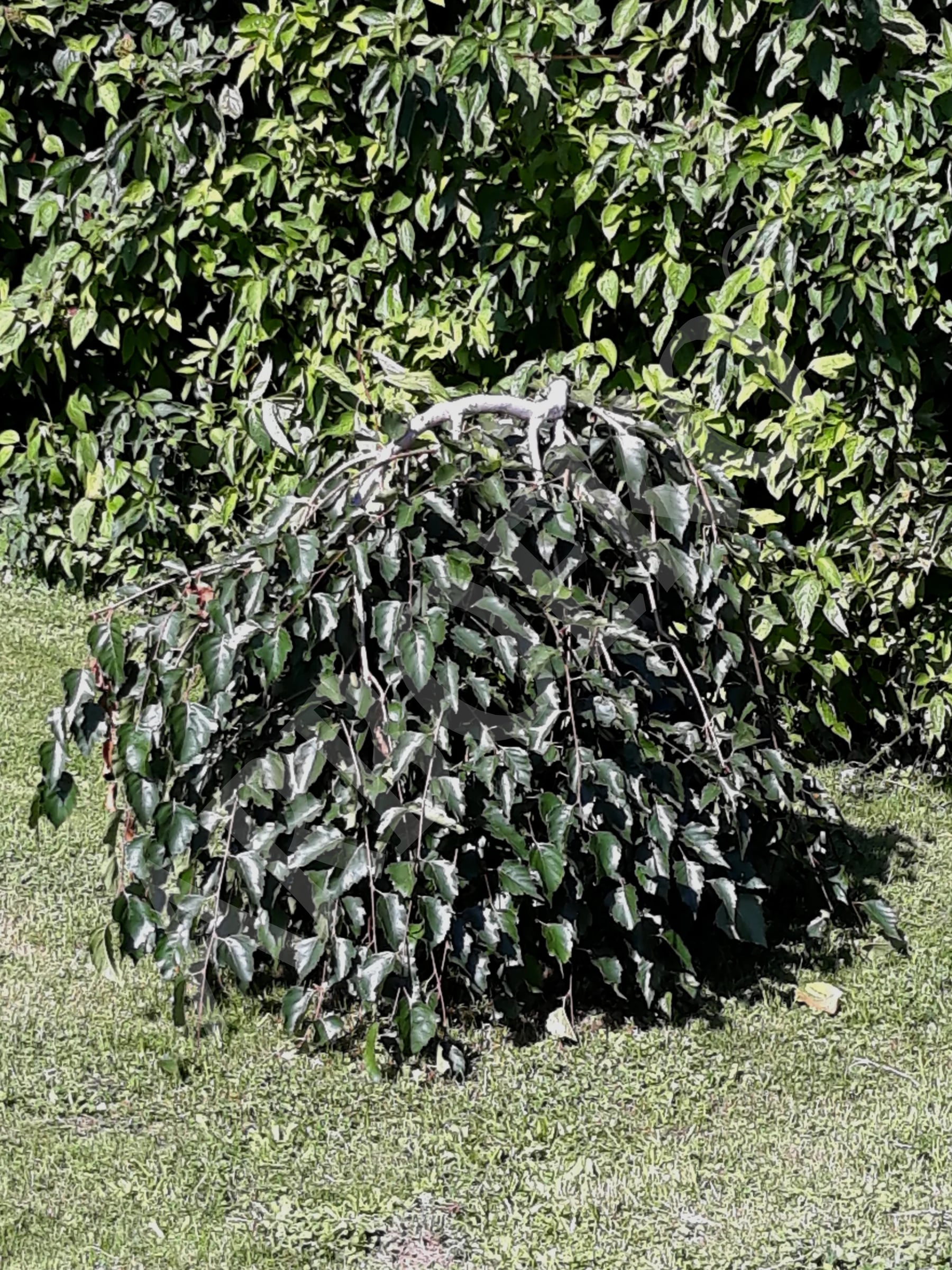 TREES FOR THEE