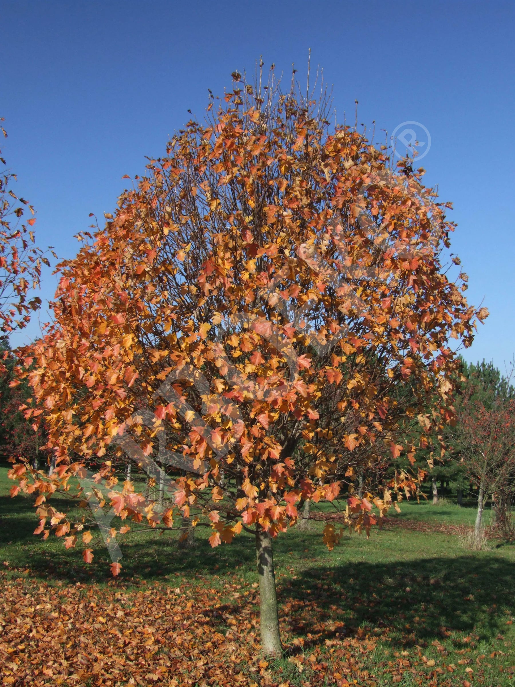 TREES FOR THEE