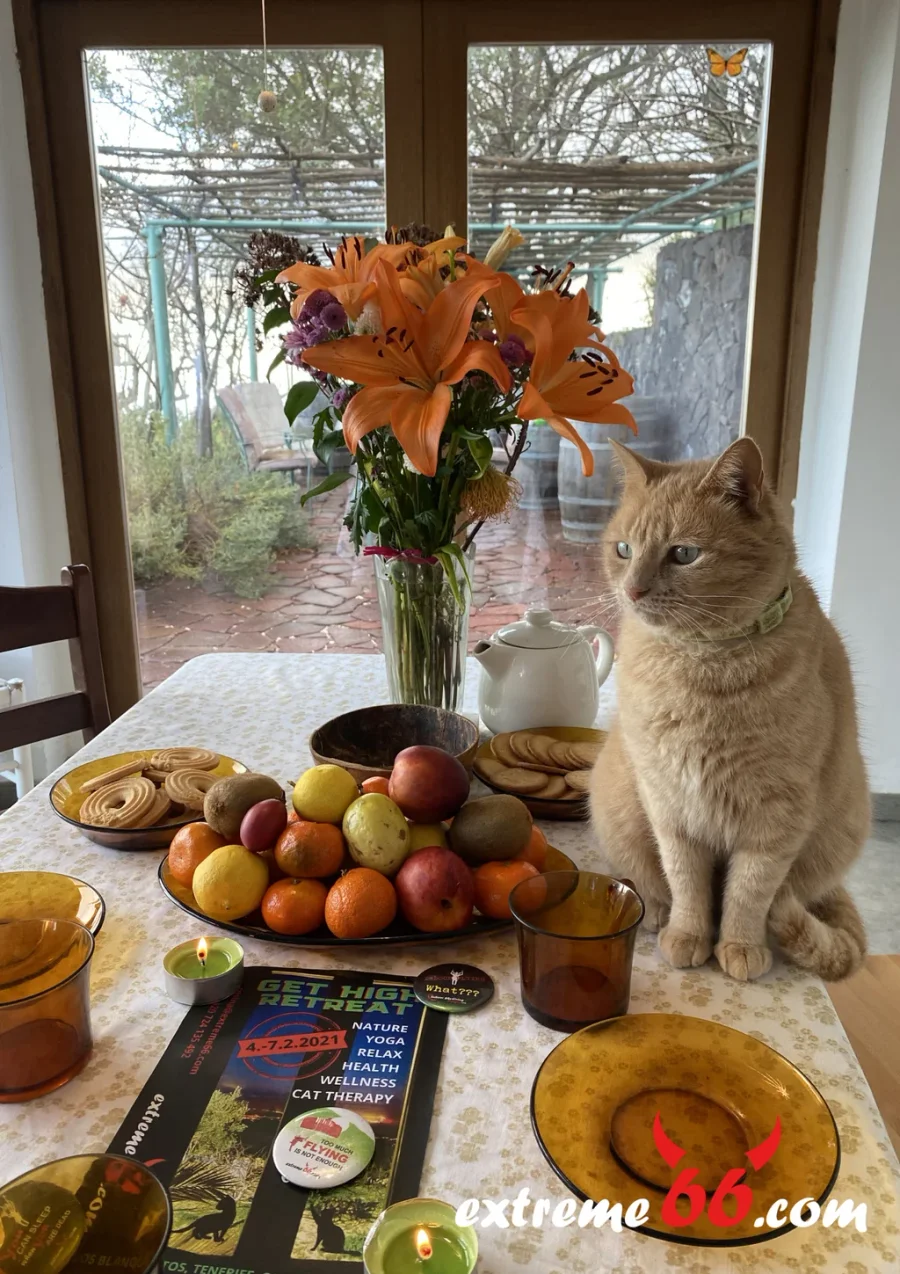 1 week CAT HIGH RETREAT